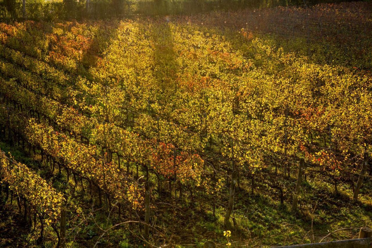 Agriturismo Gli Archi Fauglia Exteriér fotografie