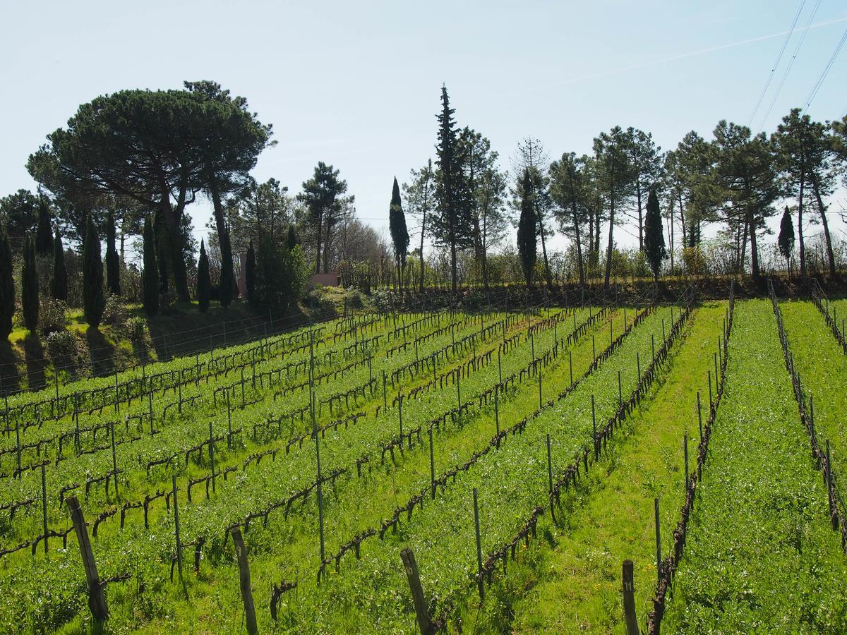 Agriturismo Gli Archi Fauglia Exteriér fotografie