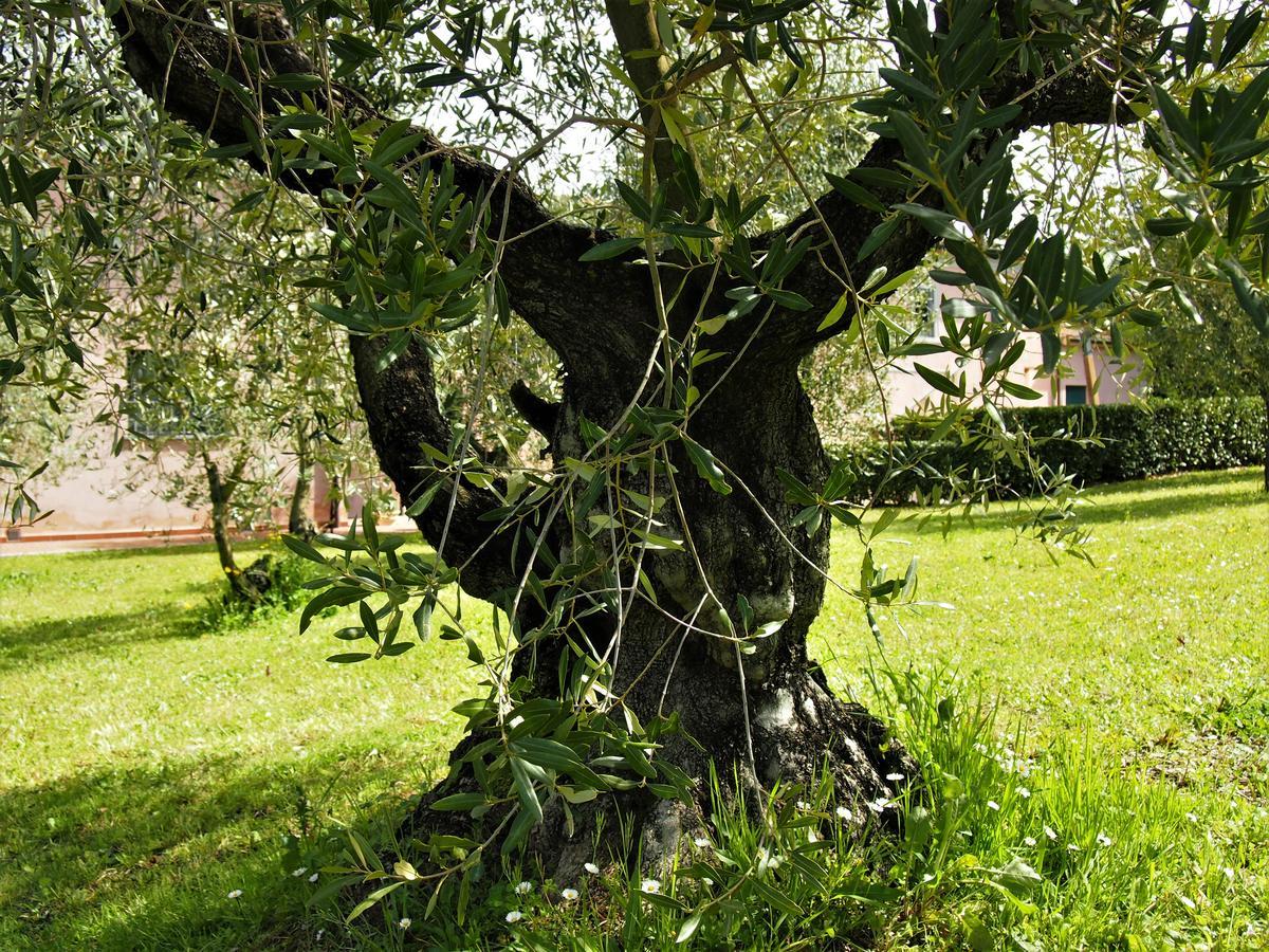 Agriturismo Gli Archi Fauglia Exteriér fotografie